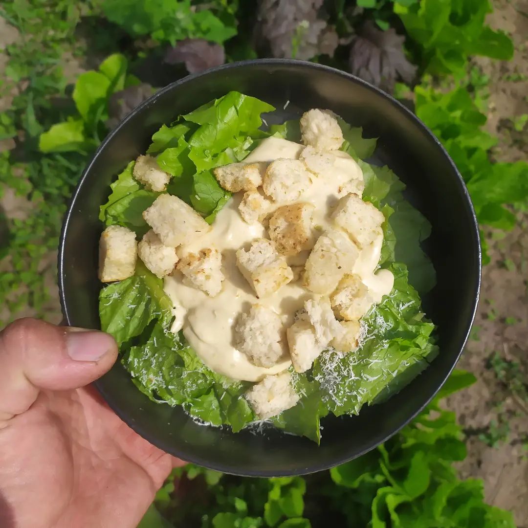 Классический салат Цезарь. Салат с огорода, яйца для заправки из курятника, гренки из хлеба на закваске, а сыр - козий, выдержанный.