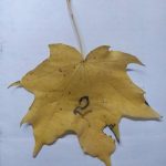 Естественное образование "лист №2". Значит у кого-то есть первый и третий.