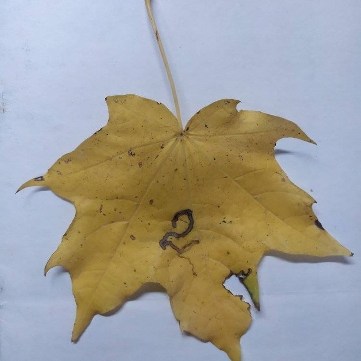 Естественное образование "лист №2". Значит у кого-то есть первый и третий.